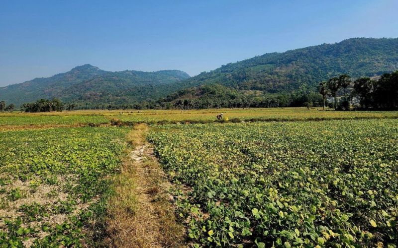 Nông dân phấn khởi xuống đồng trong những ngày đầu năm mới