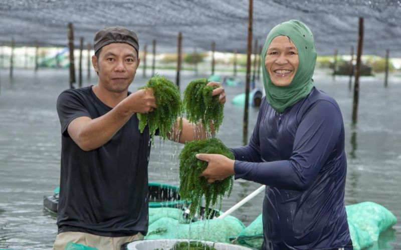 Nức tiếng rong nho