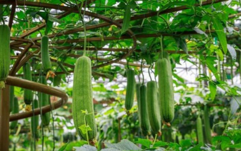 Quả mướp có công dụng gì cho sức khỏe?