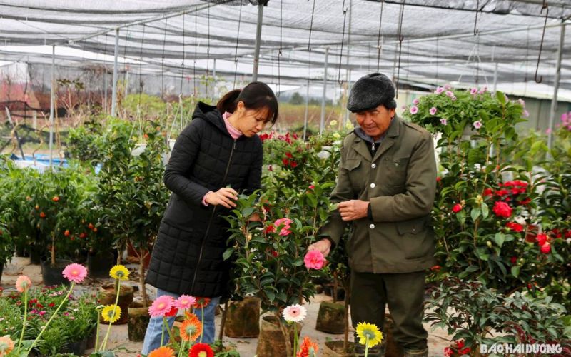 Sắc xuân vùng hoa ven đô TP Hải Dương