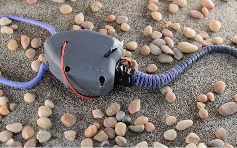 Sinh vật tuyệt chủng nửa tỉ năm trở thành cảm hứng cho robot mềm mới