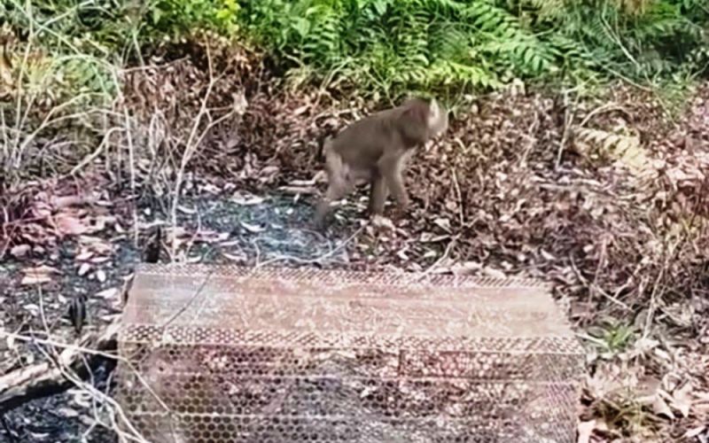 Thả 2 cá thể khỉ thuộc nhóm nguy cấp môi trường tự nhiên