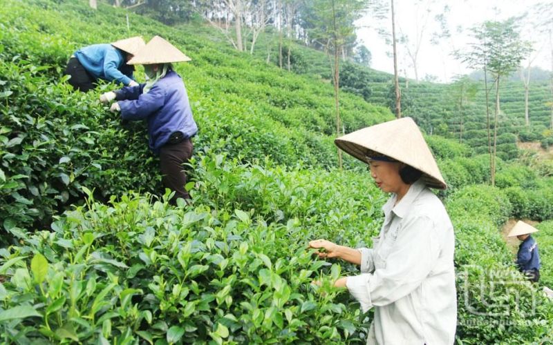 Thái Nguyên: 4 sản phẩm được đăng ký bảo hộ quyền sở hữu trí tuệ