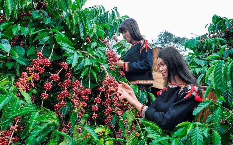 Thành phố Buôn Ma Thuột sẽ là 'Thành phố cà phê thế giới'
