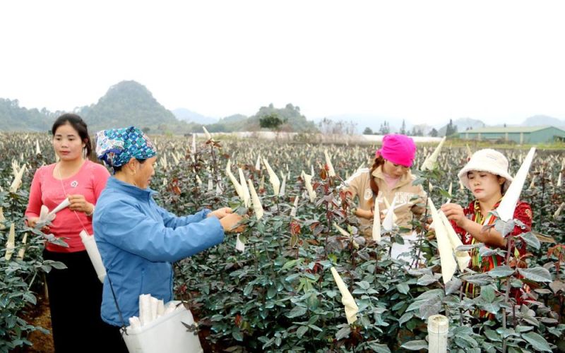 Trên những ruộng hoa Tết