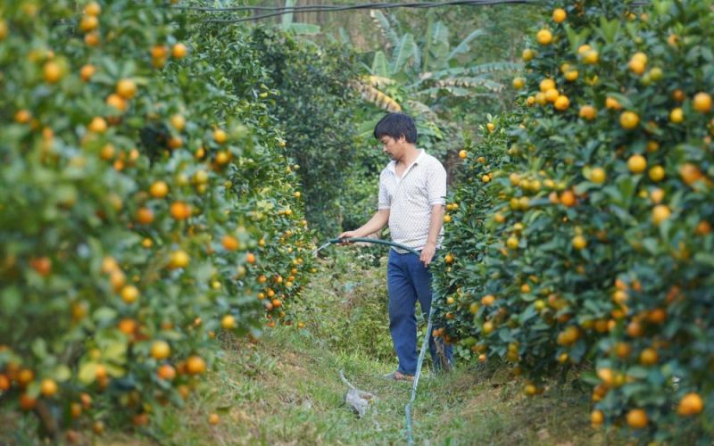 Trồng quất trên vùng đồi Hà Tĩnh