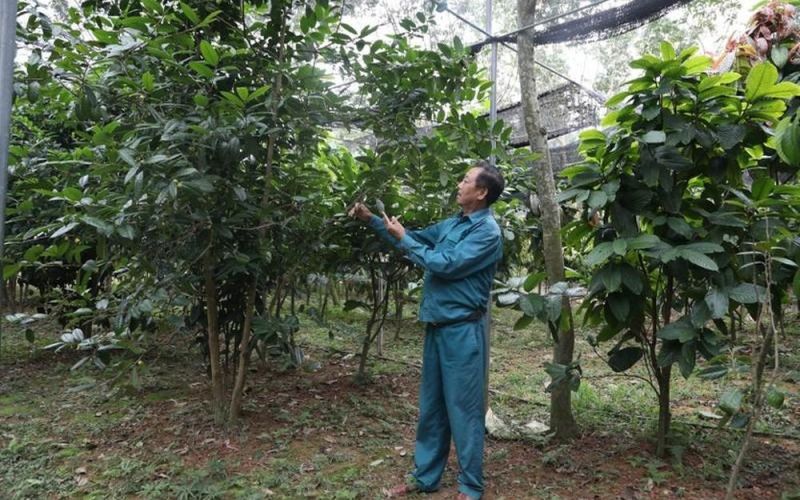 Trồng trà hoa vàng quý hiếm, lão nông thu hàng trăm triệu mỗi năm