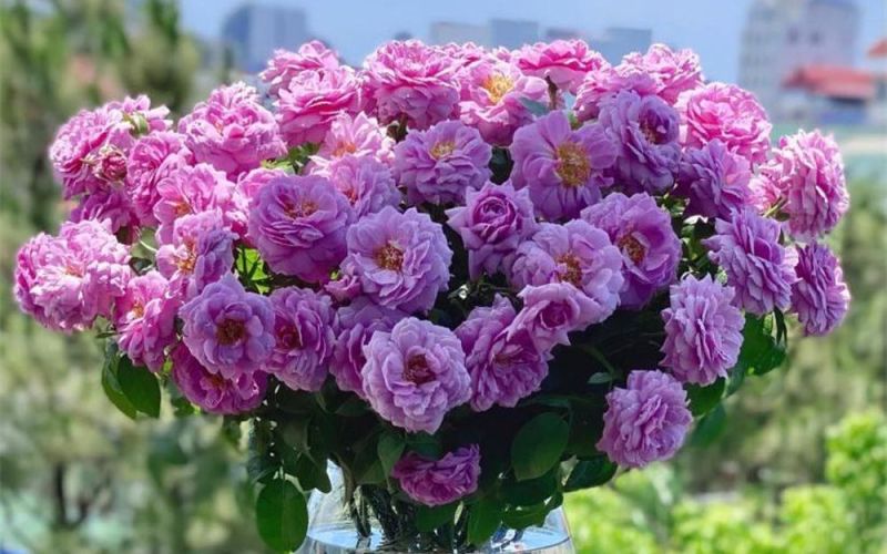 Tử vi hàng ngày - Thứ Bảy 17/2/2024 của 12 cung hoàng đạo