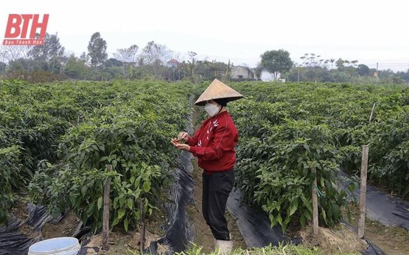 Ứng dụng chế phẩm sinh học trong sản xuất nông nghiệp