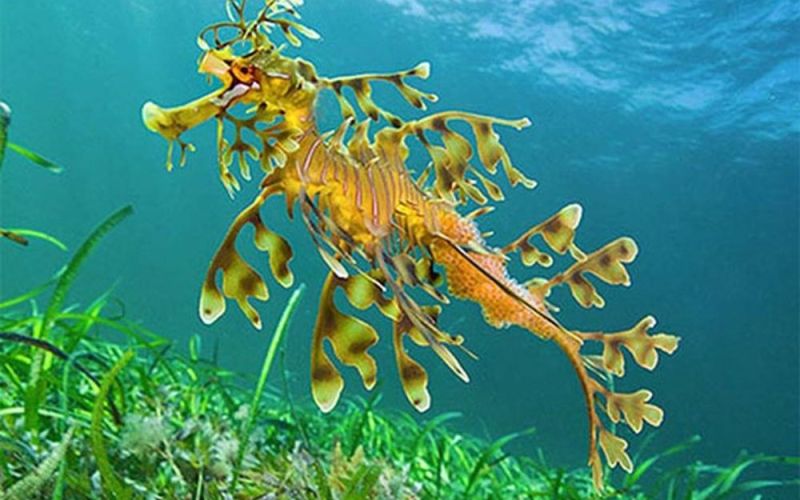 Vẻ đẹp mê hoặc của loài 'rồng biển' như bước ra từ huyền thoại