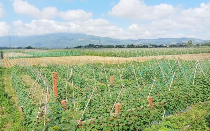 Vựa rau màu lớn nhất Đại Lộc vào vụ tết