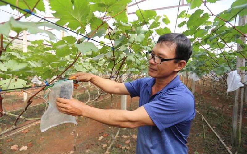 Vườn nho hữu cơ ở TP. Pleiku hút khách dịp Tết