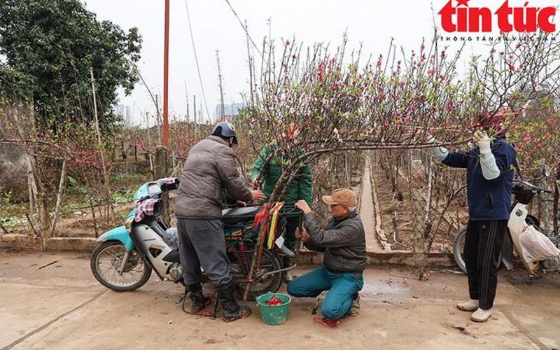 Xe ôm 'bỏ khách' vận chuyển đào, quất thuê kiếm tiền triệu những ngày trước Tết